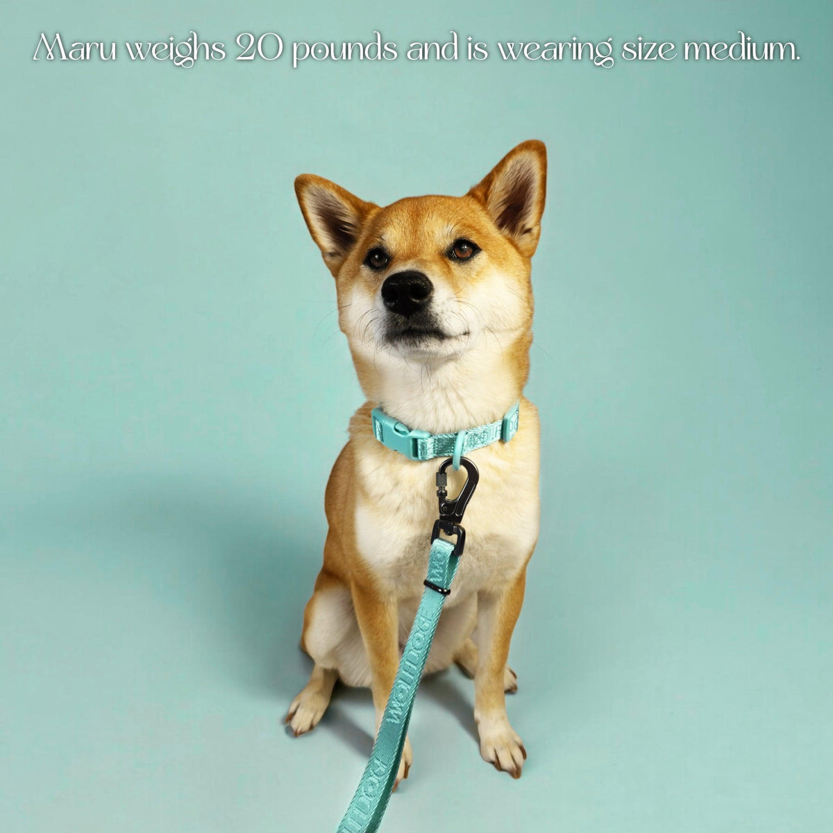 Wolfdoge Signature Collar